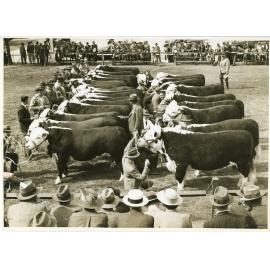 Hereford Judging, 1941