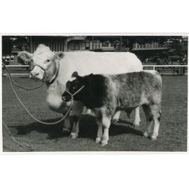 Poll Shorthorn, c.1940