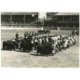 Bulls in Main Arena, 1941