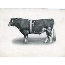 Guernsey Champion, c.1930