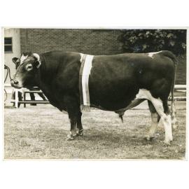 Yarraview Factor, 1941