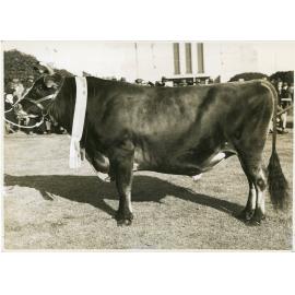 Glen Iris Royal Gallant ,1941