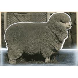 Merino Ewe, 1939