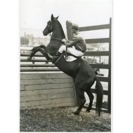 Horse and Rider Attempting Jump, 1941