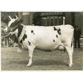 Reserve Champion Ayrshire Cow, 1941