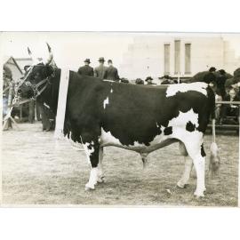 Reserve Champion Ayrshire Bull, 1941