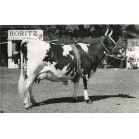 Champion Ayrshire Cow, 1948
