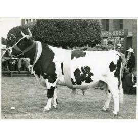Champion Ayrshire Bull