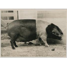 Wessex Saddleback Pig, 1941