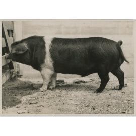 Wessex Saddleback Pig, 1941