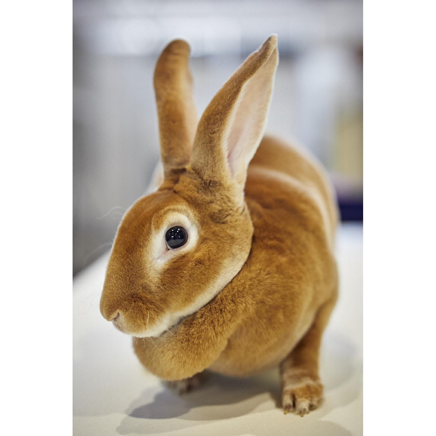 Rabbit Competition History