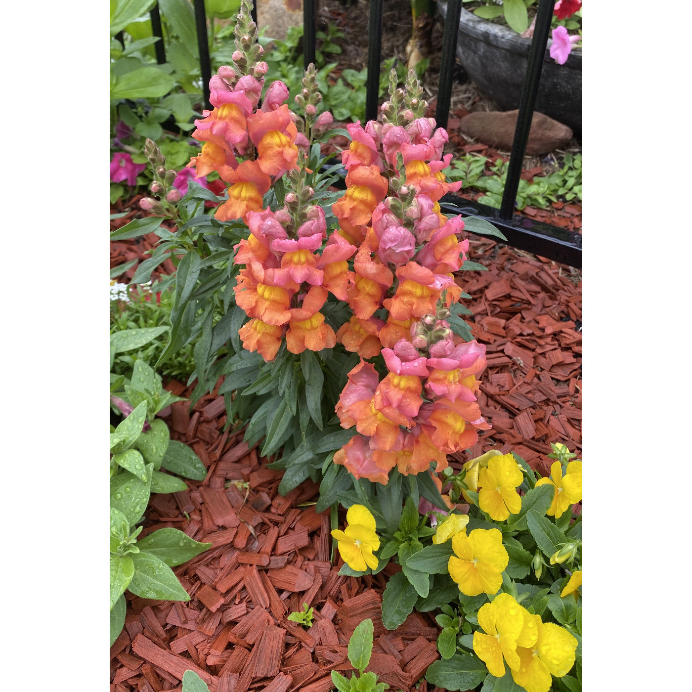 Sydney Spring Garden Competition History