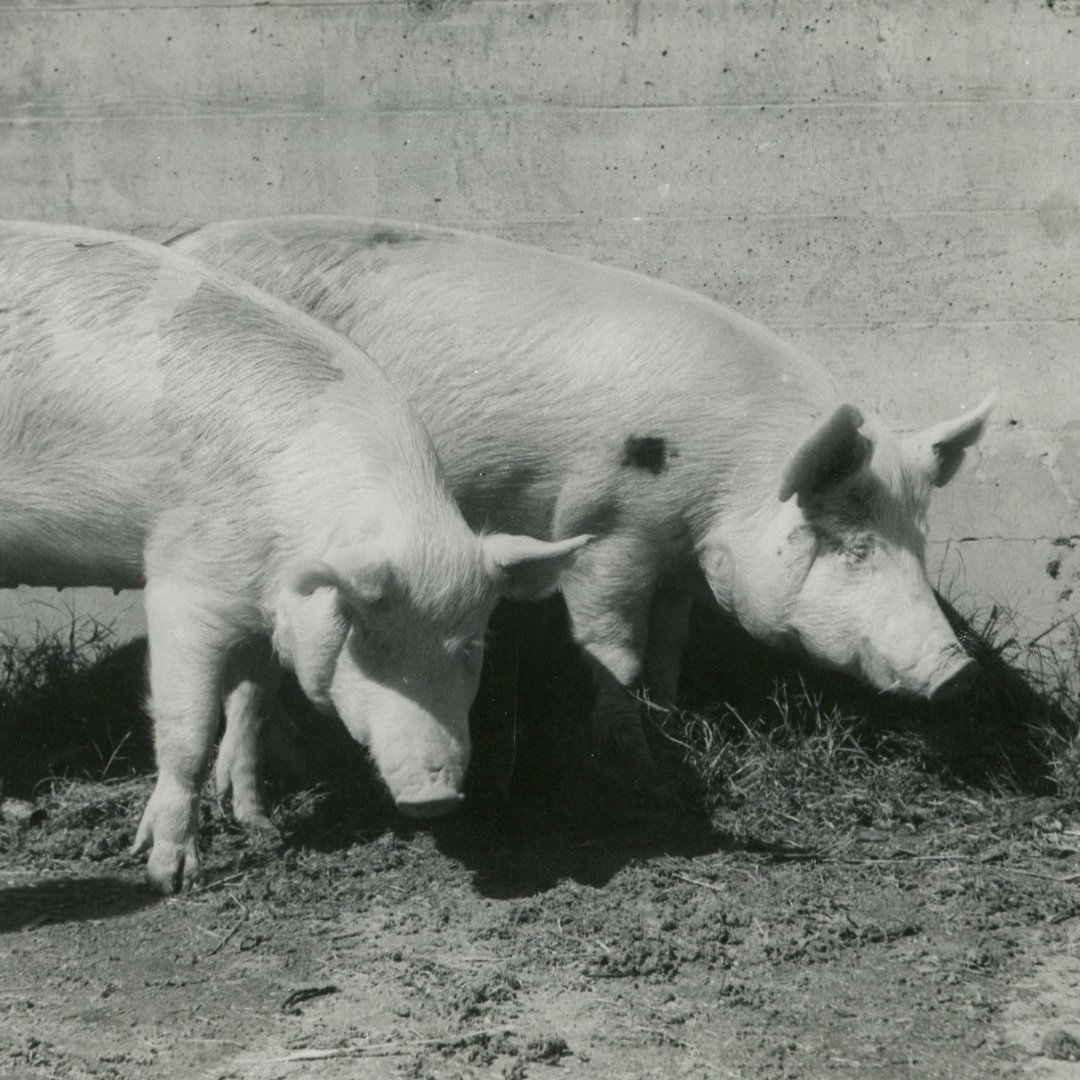 Pig Competition History