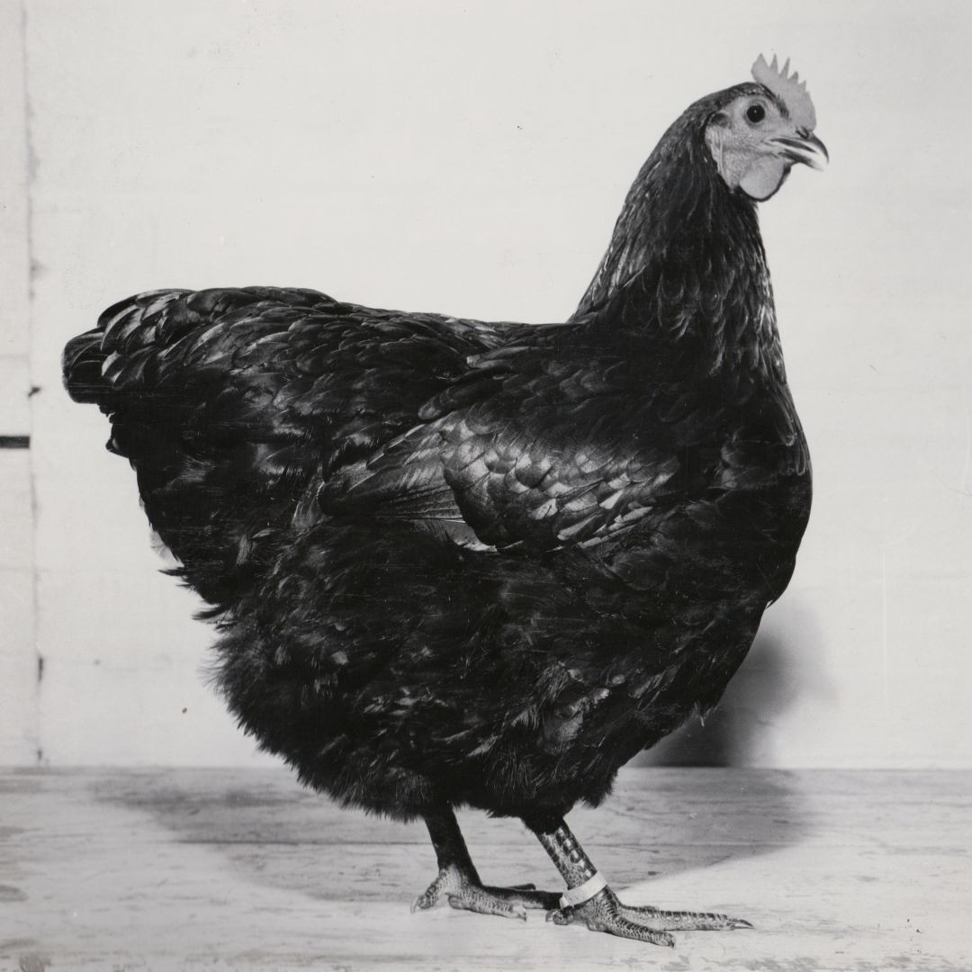 Poultry & Pigeon Competition History