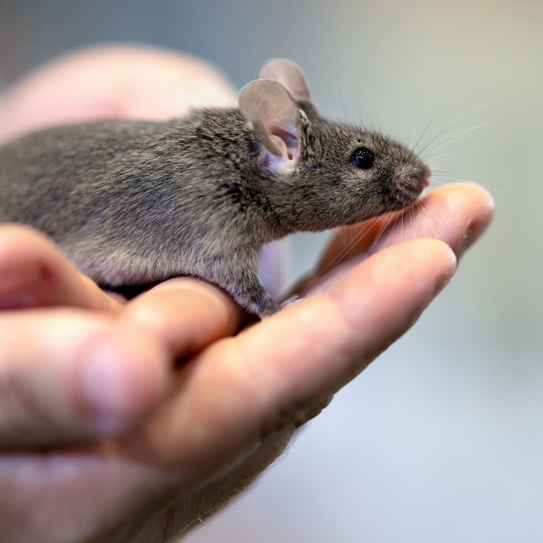 Rat & Mouse Competition History