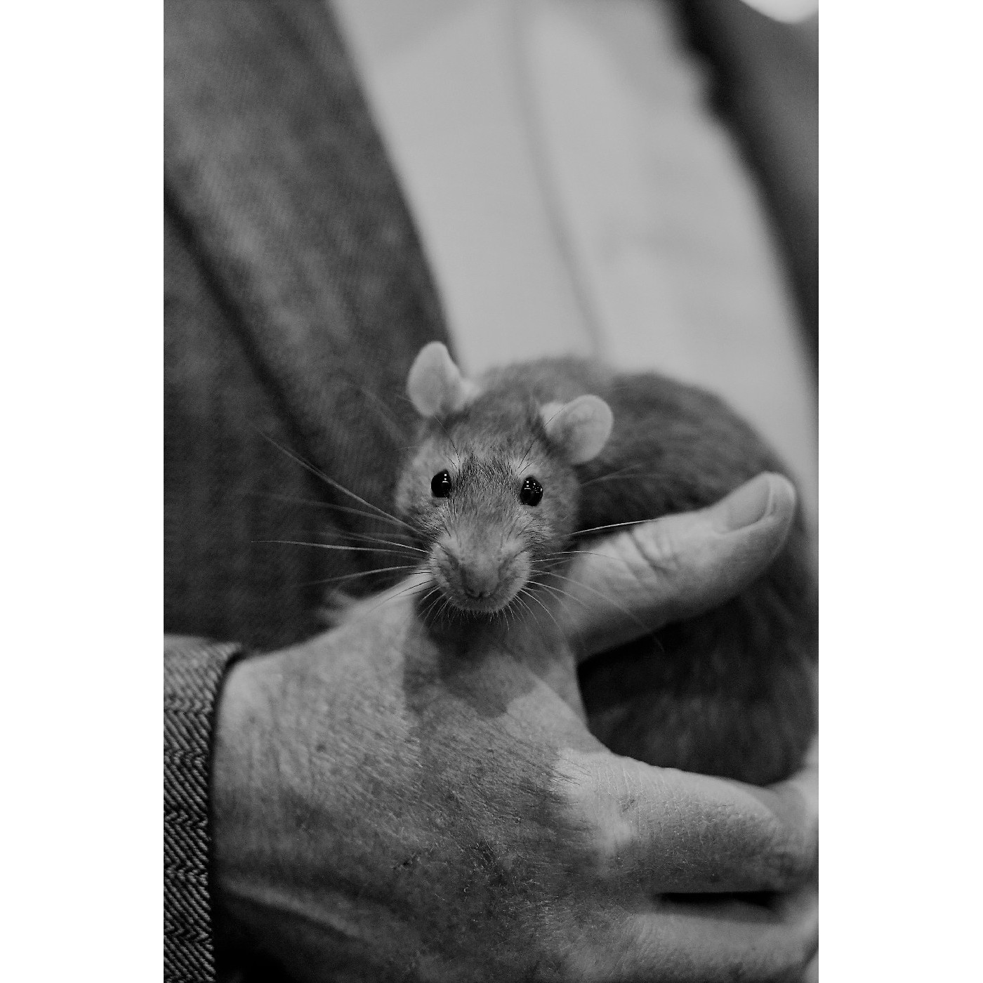 Rat & Mouse Competition History