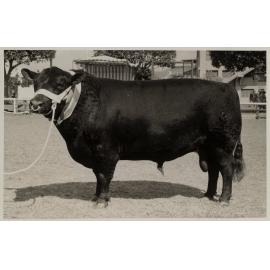 Aberdeen Angus Bull, c.1940