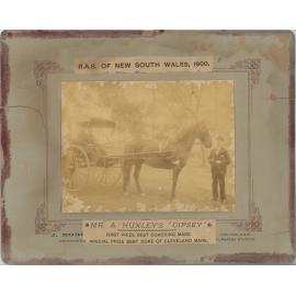 'Gipsey' Mare, c.1900