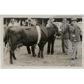 Illawarra Shorthorn Exhibit, 1953