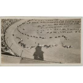 Cattle in Grand Parade, c.1930
