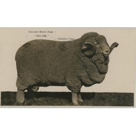Anlaby Bred Ram, c.1939