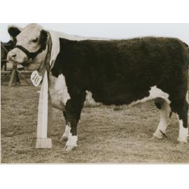 Poll Hereford, 1941