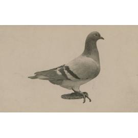 Champion Pigeon