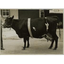 Champion Australian Illawarra Shorthorn, 1941