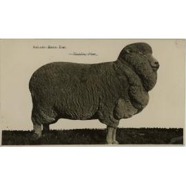 Anlaby Bred Ewe, 1939