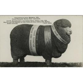 Collinsville Stud Merinos at Sheepbreeders Show, 1919