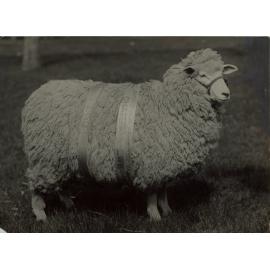 Southern Stockowners Champion Ewe, c.1927