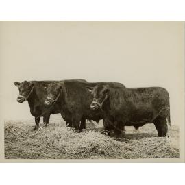 Aberdeen Angus Steers, 1934