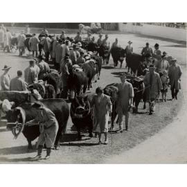 Champion Aberdeen Angus Cattle in Parade, 1948