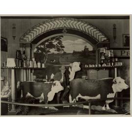 Australian Hereford Society Exhibit, 1929