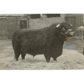 Bapton Shorthorn Herd, 1952