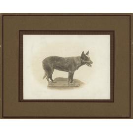 Cattle Dog, 1924