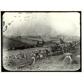 Harvesting Onions, c.1900