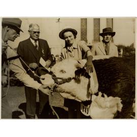 Champion Hereford Bull 'Vern Milton', 1947