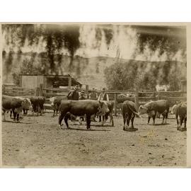 Hereford Bulls in Yard, c.1940