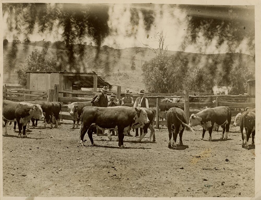 Hereford Bulls in Yard, c.1940