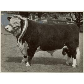 Bexley Instructor Champion Hereford Bull, 1951