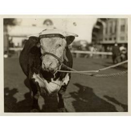 Champion Hereford Bull, c.1940