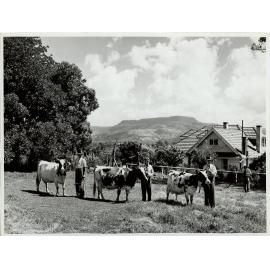 Prize-Winning Dairy Cattle, 1958