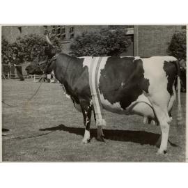 Champion Ayrshire Cow, 1949