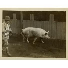 Large Boar, c.1930