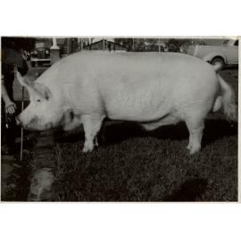 Champion Large White Boar, 1950