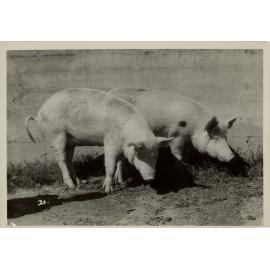 Pigs in a Sty, 1949