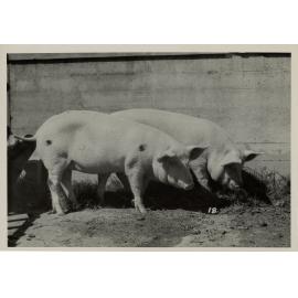 Two Pigs in a Sty, 1949