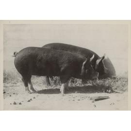 Two Pigs in a Sty, 1949