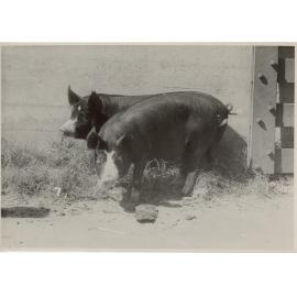 Two Pigs in a Sty, 1949